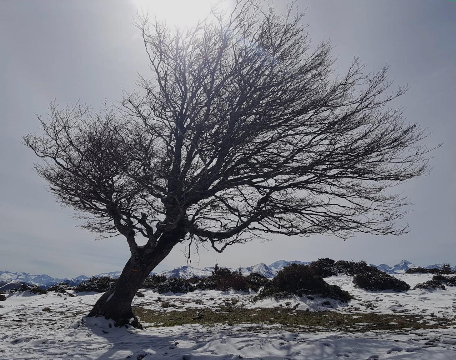 sway tree in winter